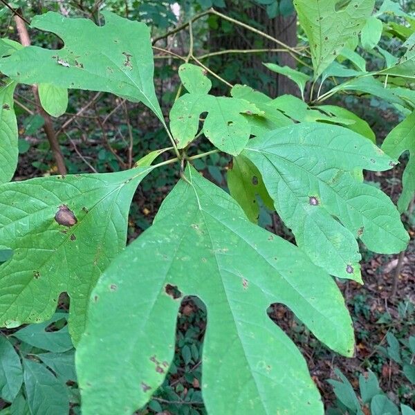 Sassafras albidum Feuille