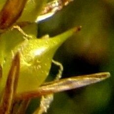 Carex rostrata Other