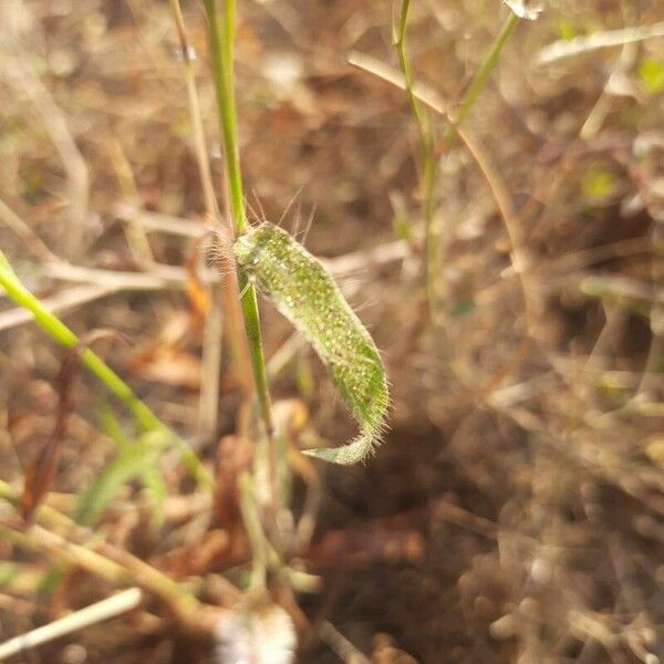 Andropogon distachyos Leaf