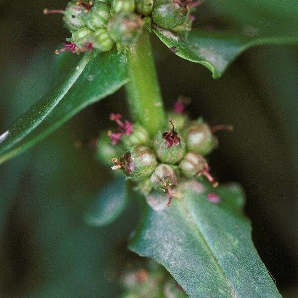 Ammannia coccinea ᱵᱟᱦᱟ