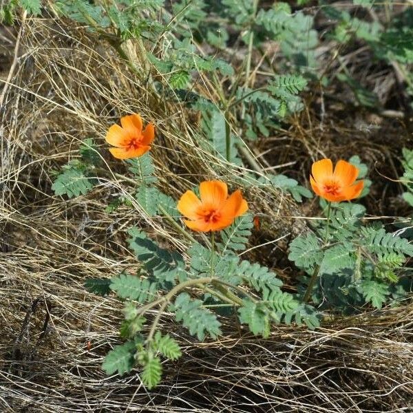 Kallstroemia grandiflora Floare