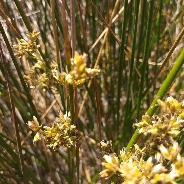 Juncus rigidus Flor