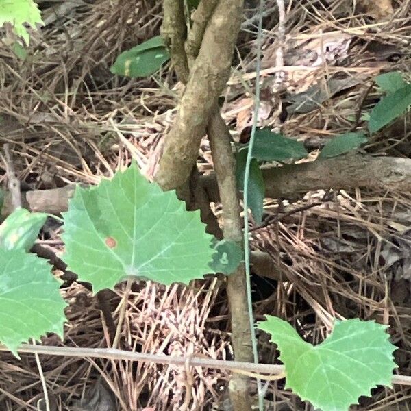 Vitis rotundifolia ഇല