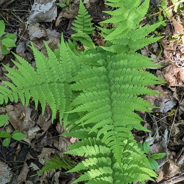 Dryopteris marginalis List