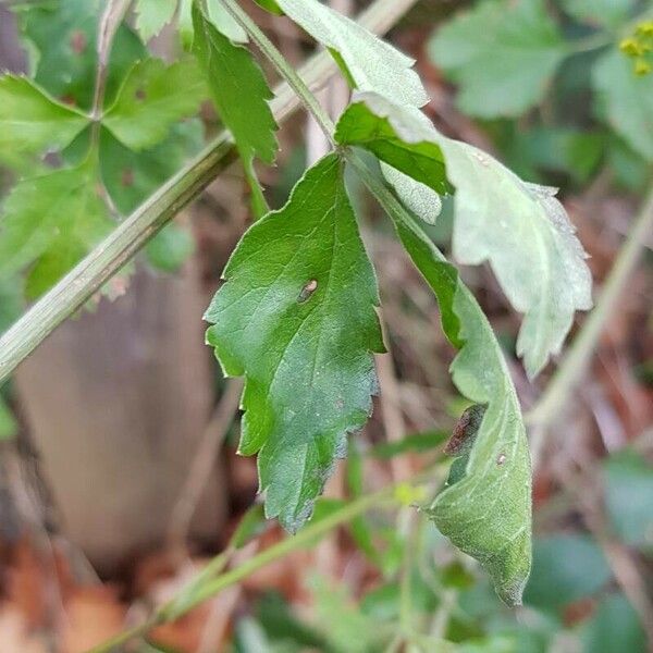 Pastinaca sativa Leaf