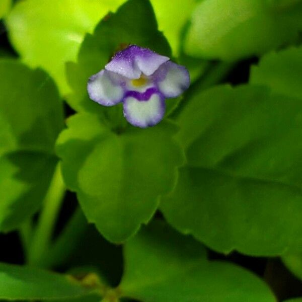 Lindernia dubia Flower