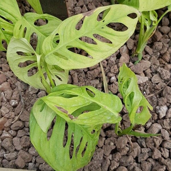 Monstera adansonii Habitus