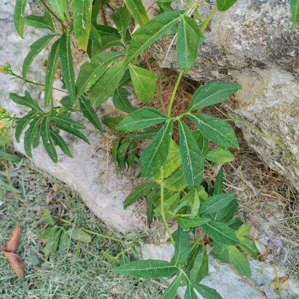 Diplocyclos palmatus Leaf