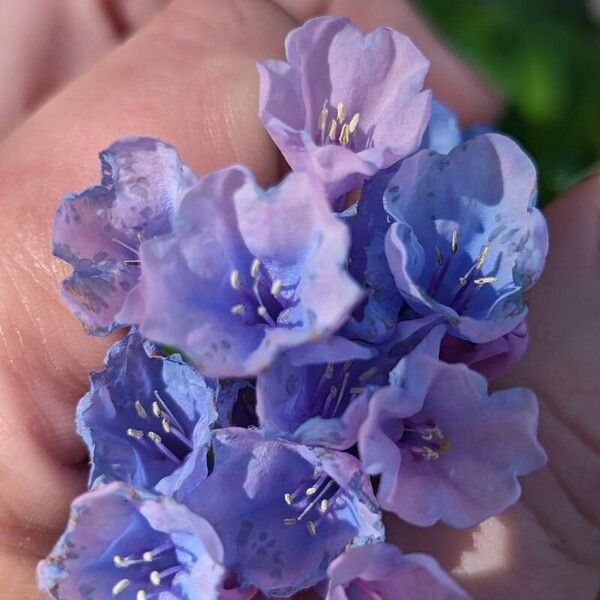 Mertensia virginica Flower