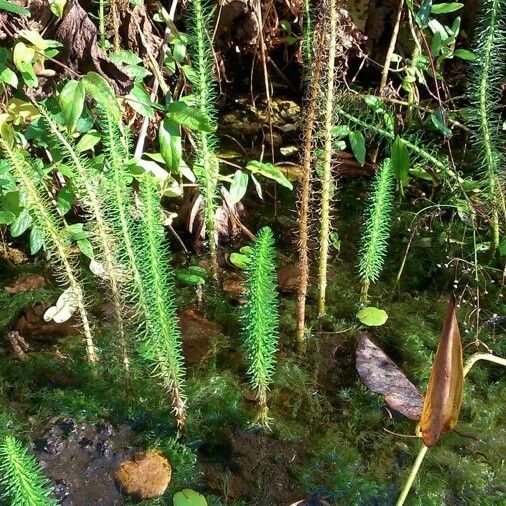 Hippuris vulgaris Pokrój