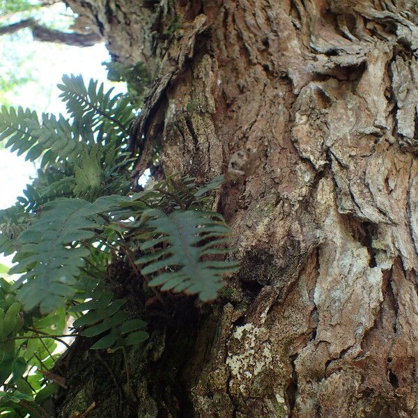 Pleopeltis polypodioides Habit