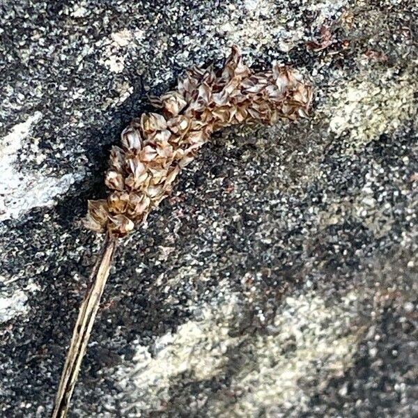 Plantago lanceolata Gyümölcs