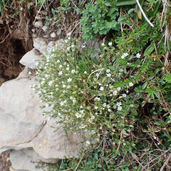 Sabulina verna موطن