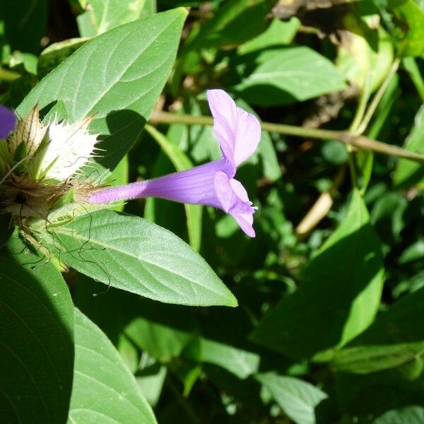 Barleria cristata Flower