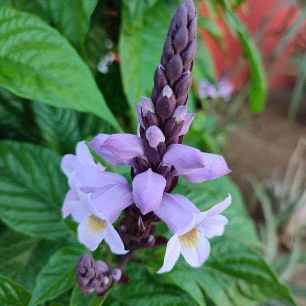 Phlogacanthus turgidus Flower