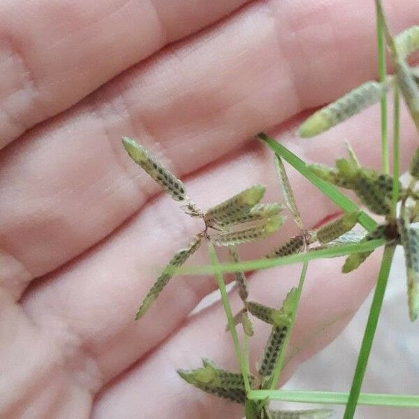 Cyperus fuscus Fleur