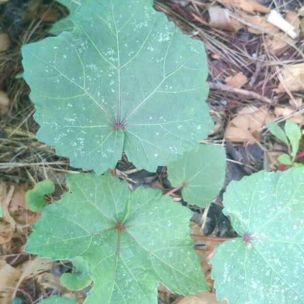 Abelmoschus esculentus Fulla