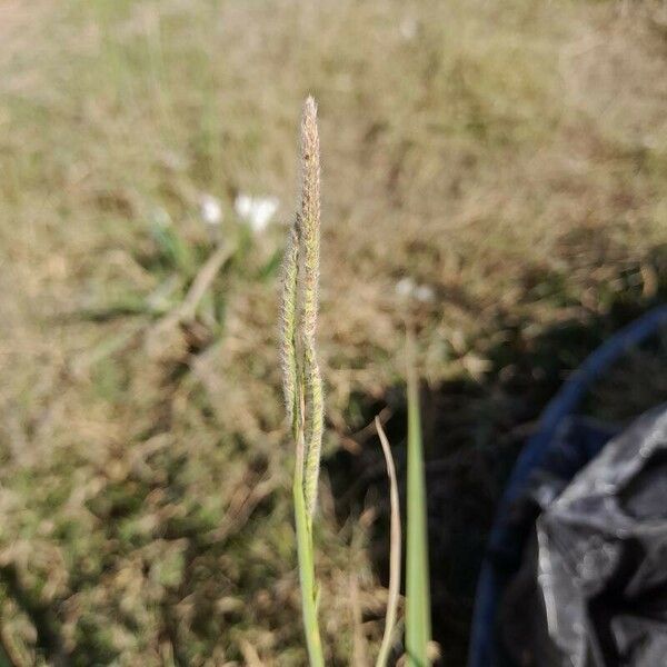 Paspalum urvillei Blomma