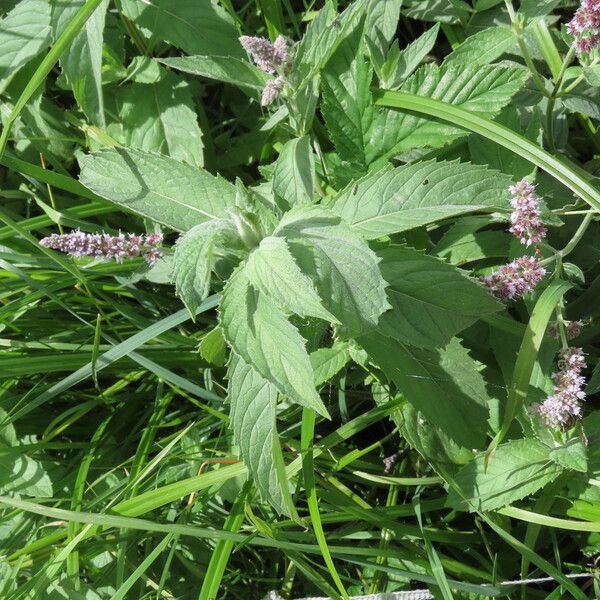 Mentha longifolia Leaf