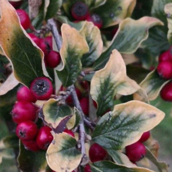 Cotoneaster obscurus Fruit
