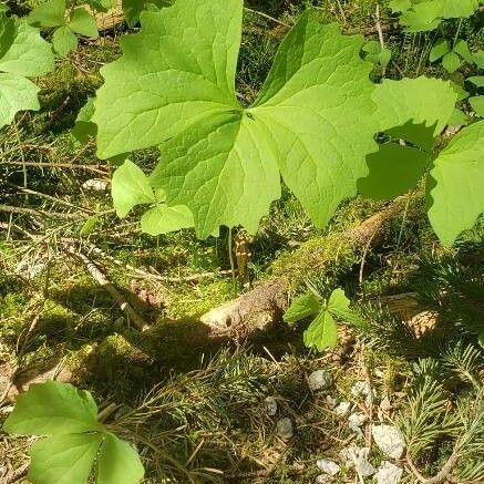 Achlys triphylla Lehti