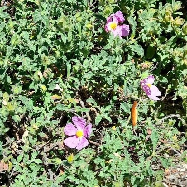 Cistus albidus ശീലം