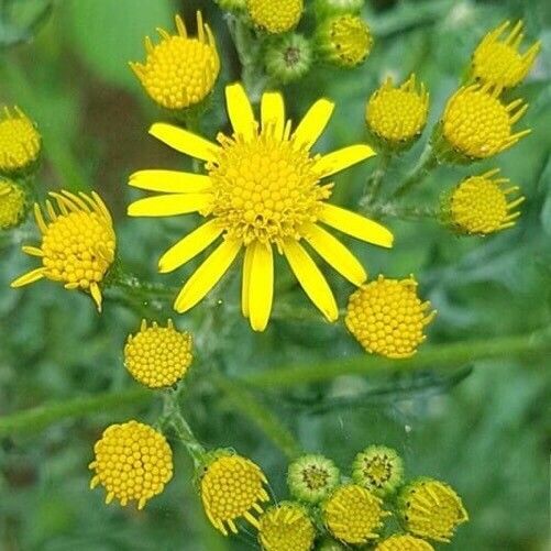 Senecio squalidus Blomma