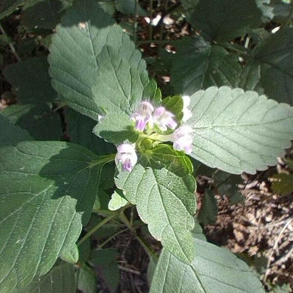 Galeopsis bifida Fiore