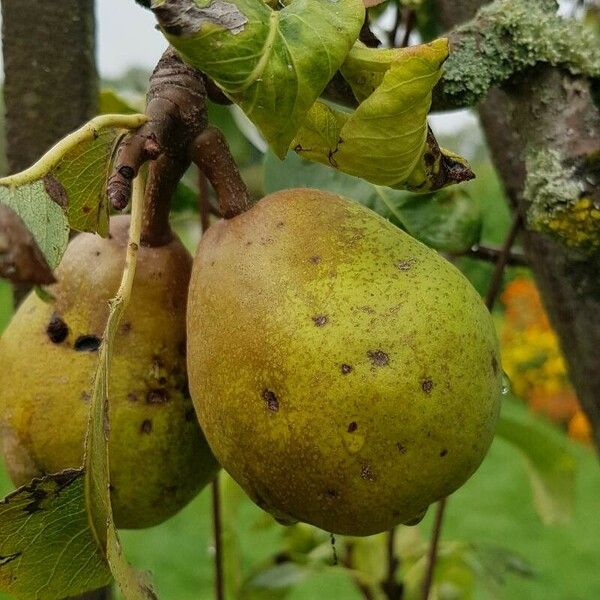 Pyrus communis Plod