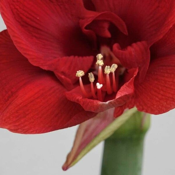 Hippeastrum reginae Λουλούδι