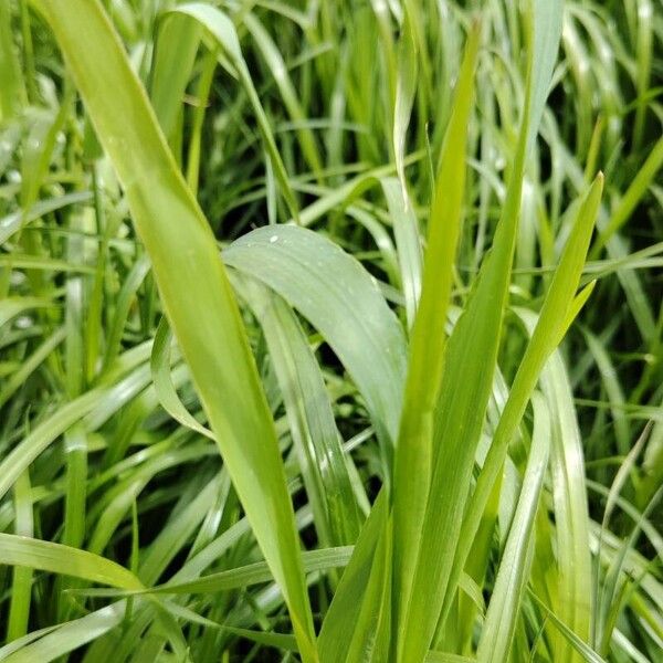 Leersia oryzoides Blad