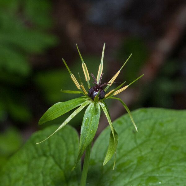 Paris quadrifolia 花