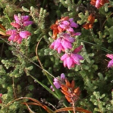 Erica ciliaris Květ