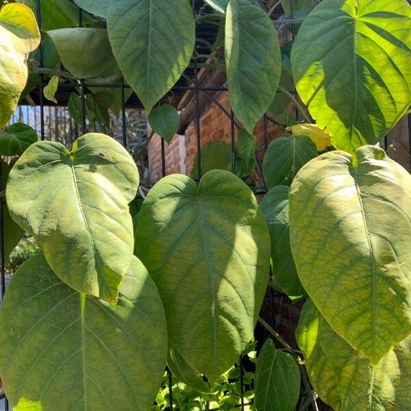 Passiflora ligularis Blatt