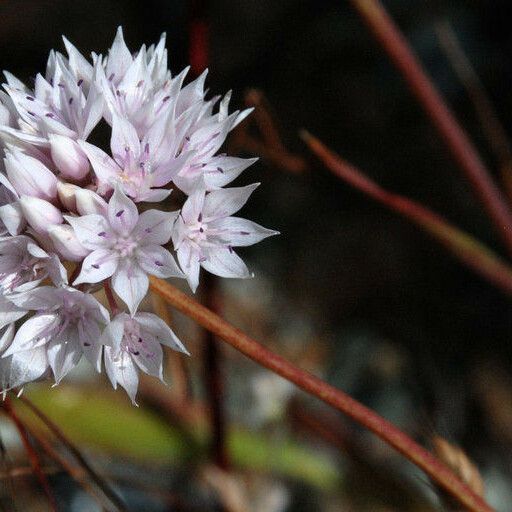 Allium amplectens Fiore