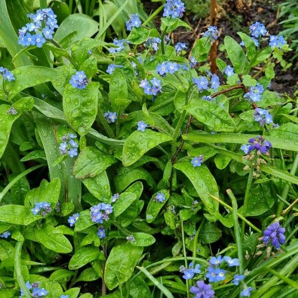 Myosotis alpestris Хабит