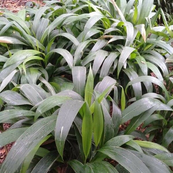 Setaria palmifolia Blatt