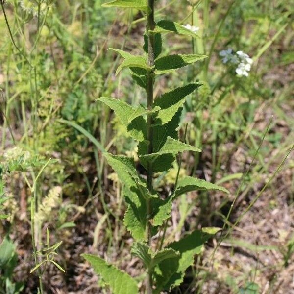 Campanula bononiensis Leht