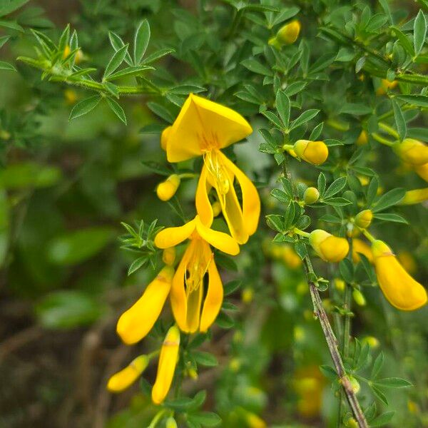 Cytisus scoparius 花