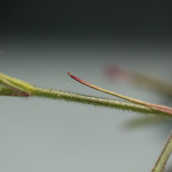 Dianthus nudiflorus ᱪᱷᱟᱹᱞᱤ