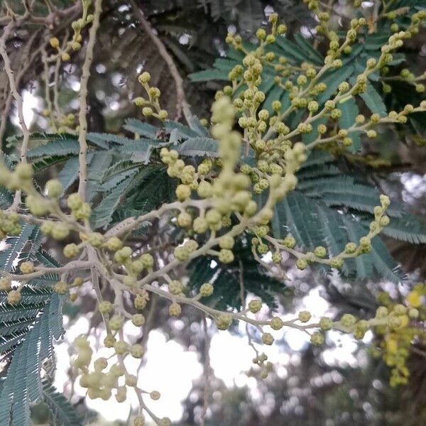 Acacia mearnsii Meyve