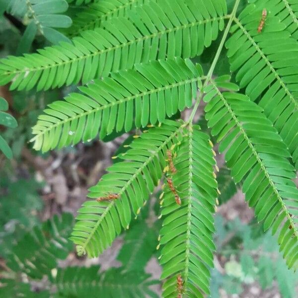 Vachellia collinsii Leaf