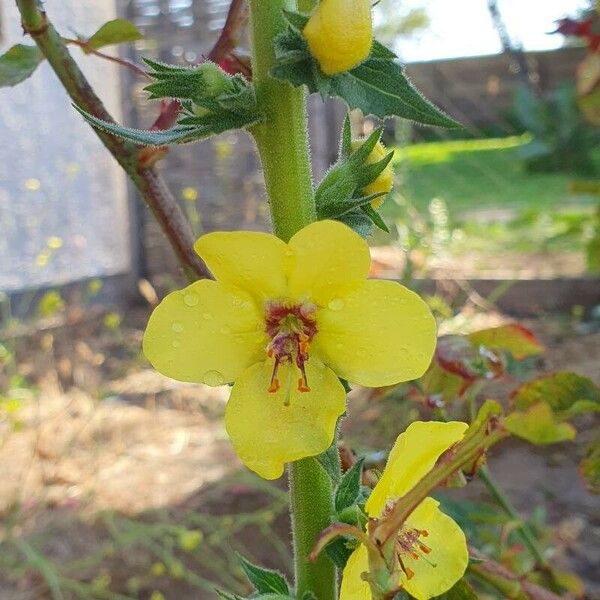 Verbascum virgatum Λουλούδι