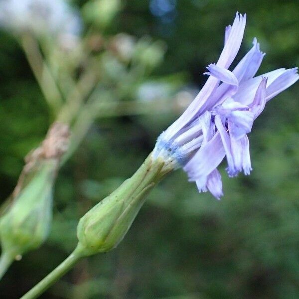 Lactuca plumieri 花