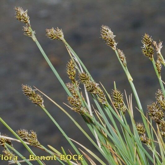 Carex lachenalii Altul/Alta