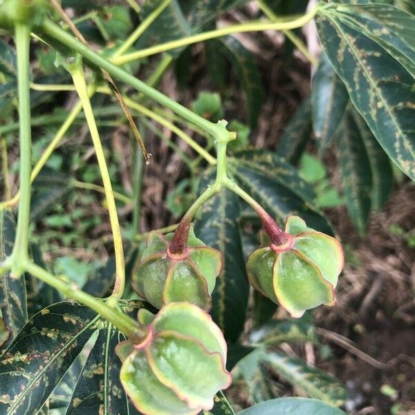 Manihot esculenta Fruit