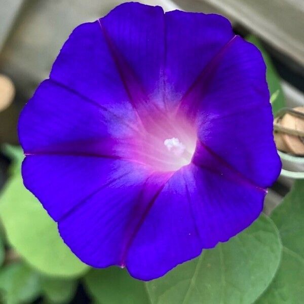 Ipomoea tricolor Kukka