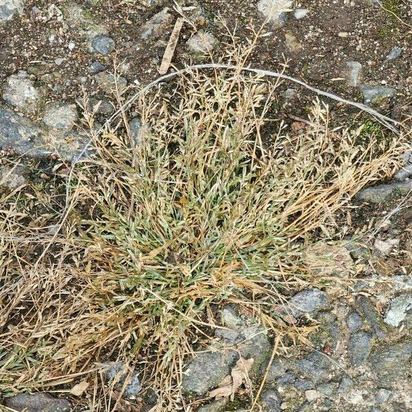 Eragrostis minor Λουλούδι