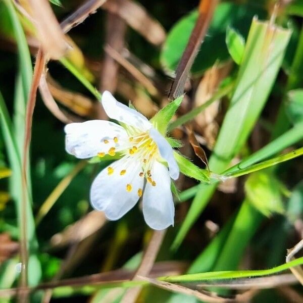 Potentilla alba Flor