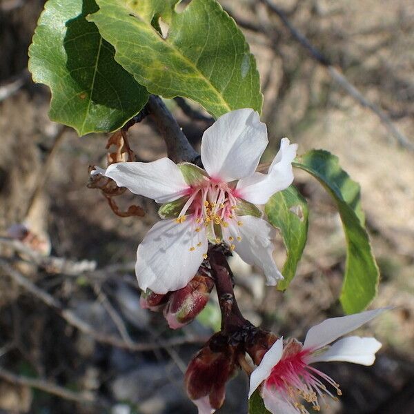 Prunus amygdalus Лист